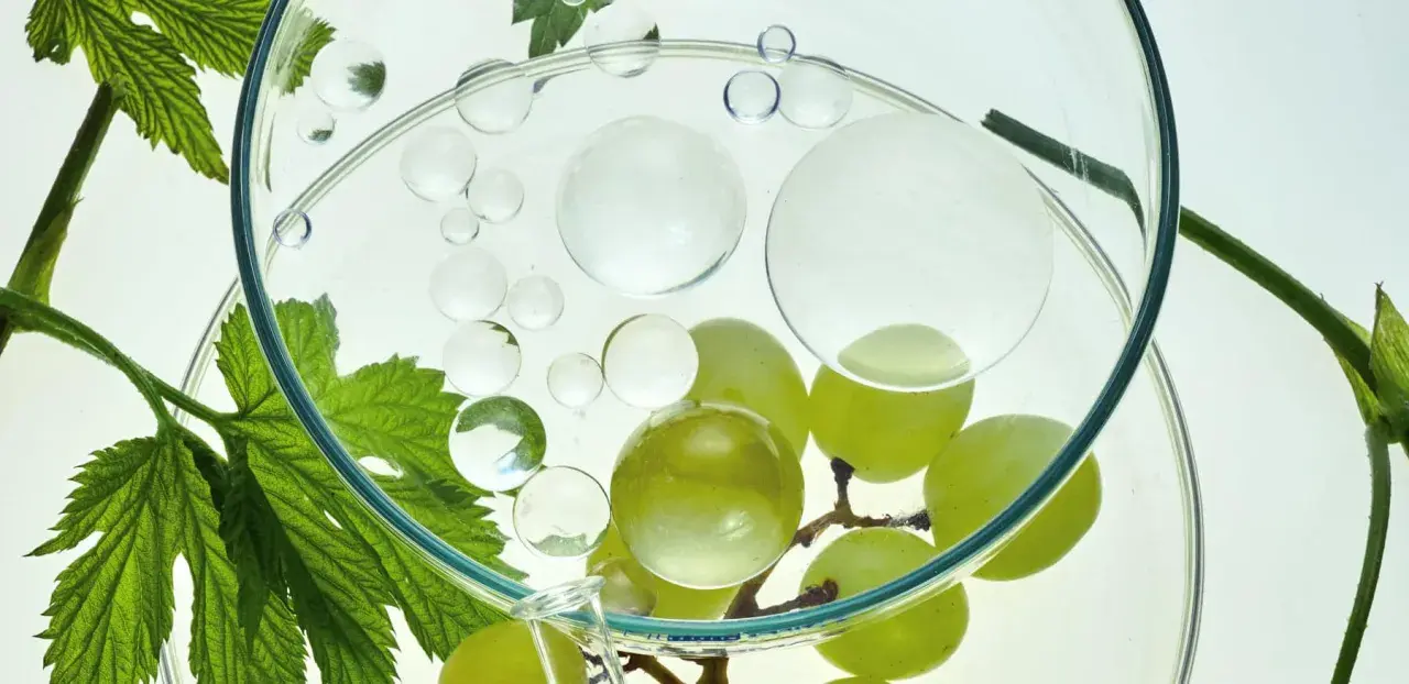 Grüne Trauben und Blätter in einem Glasgefäß mit Bläschen. Die natürliche resveratrol wirkung haut wird erforscht.