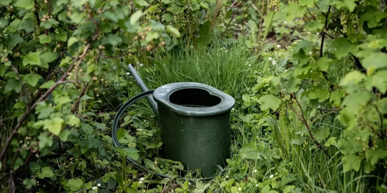 En grön vattenkanna står i frodig grönska. Frågan är hur ofta vattna med guldvatten för att få så här fina växter.