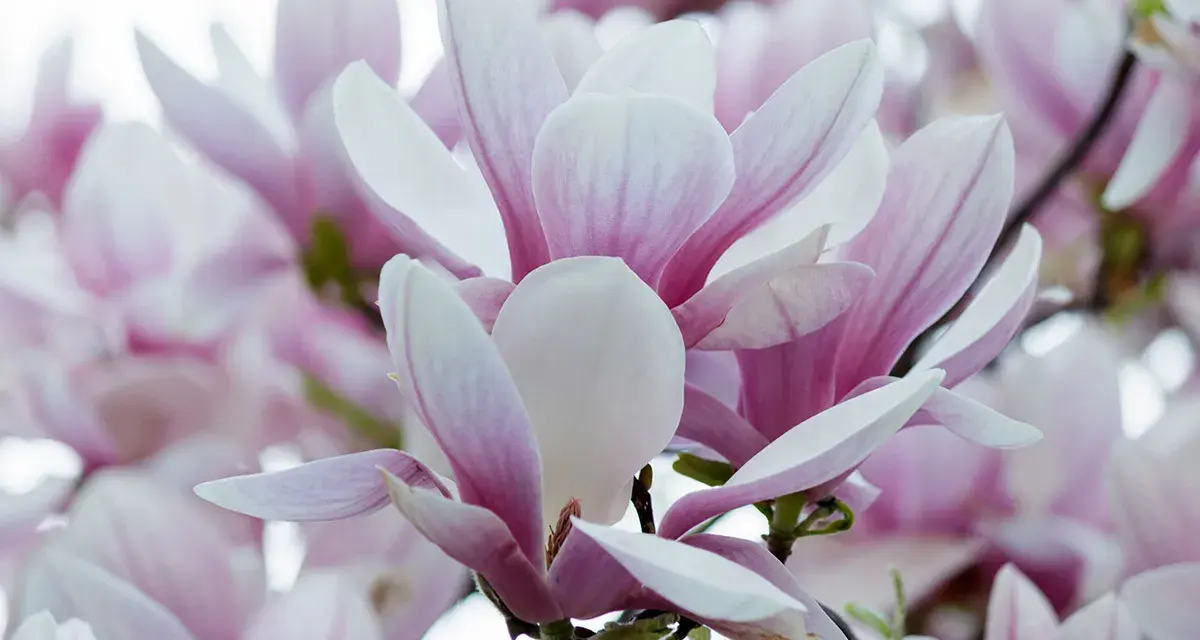 Delikatne, różowo-białe kwiaty magnolii, ukazujące piękno różnych odmian.