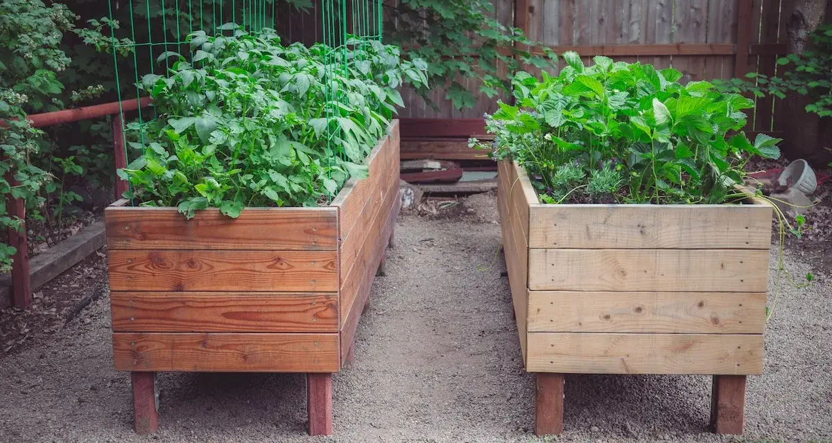 Two raised garden beds, one with lush green potato plants reaching for the sky, the other with strawberries and herbs.