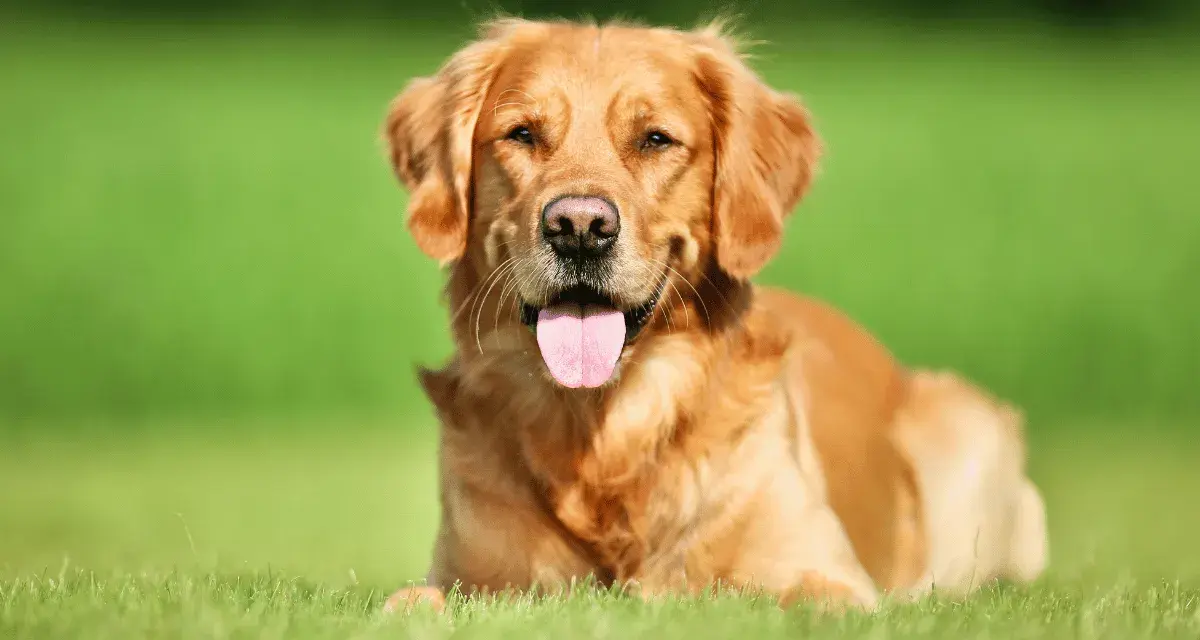 Jaką karmę dla golden retrievera wybrać, aby uniknąć problemów zdrowotnych?