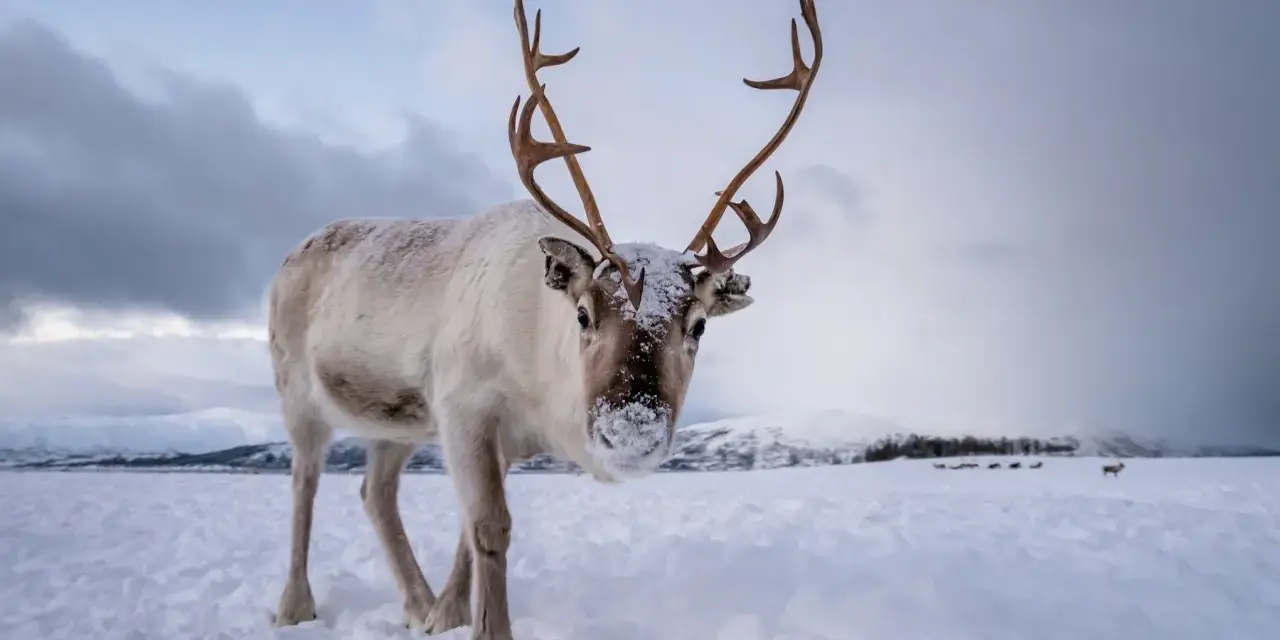 Un reno cubierto de nieve mira a la cámara en un paisaje nevado. Otros animales de la nieve pastan en la distancia.
