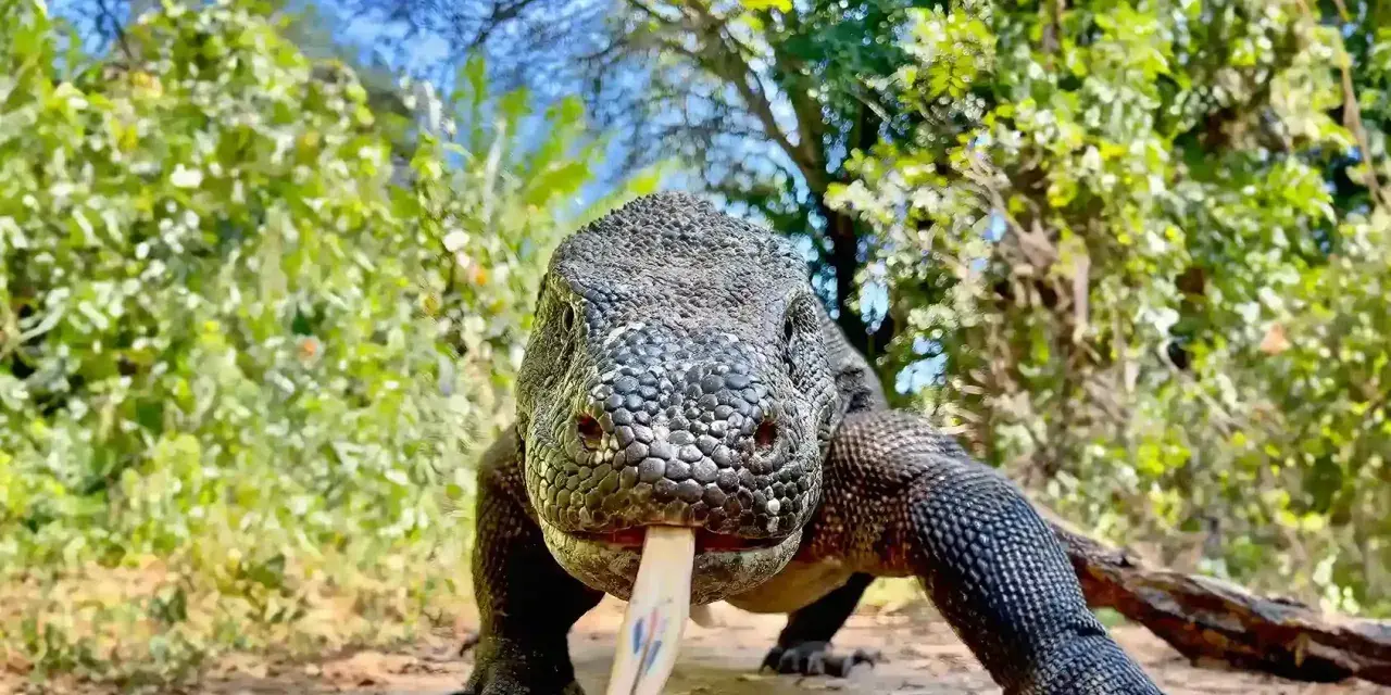 Potężna jaszczurka z komodo wychodzi z gęstwiny, wysuwając swój charakterystyczny, rozwidlony język.