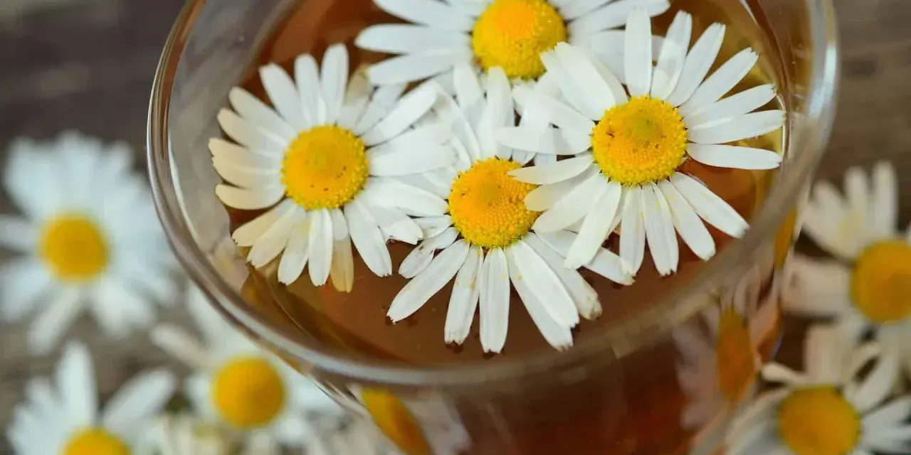 Ein Glas mit kamillentee stillzeit, darin schwimmen frische Gänseblümchen.
