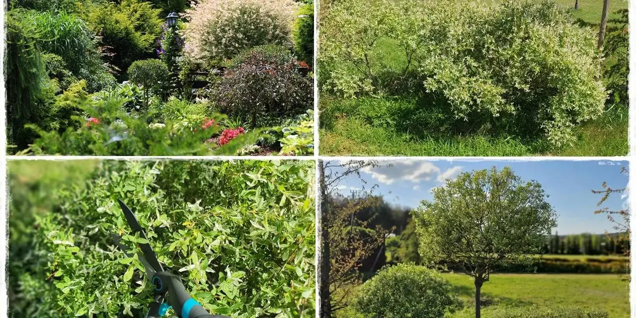 Wierzba hakuro cięcie kiedy? Wiosna to idealny czas na przycinanie tej ozdobnej wierzby, by zachować jej piękny pokrój i pobudzić do wzrostu.