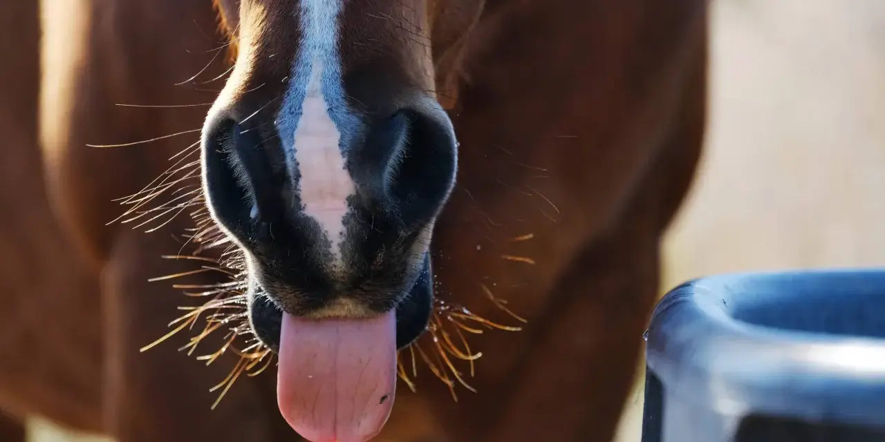 Gros plan sur le museau d'un cheval brun avec sa langue sortie, près d'un abreuvoir. Il boit peut-être pour reconstituer son electrolyte cheval.