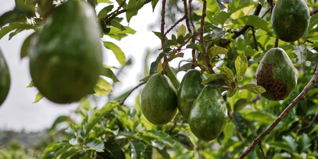 Gros fruits d'avocatier mûrissant sur une branche, certains avec des marques sur la peau.