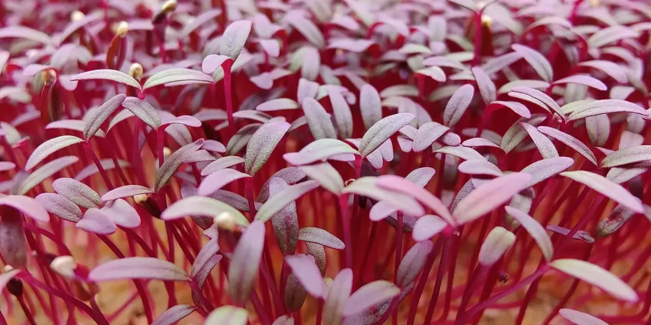 En tät matta av unga amarant blommor med röda stjälkar och lila blad som spirar fram.