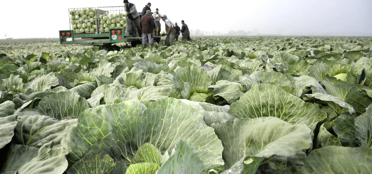Feld voller Kohlköpfe, Erntehelfer laden Kohl auf einen Anhänger. Ein typisches Bild der Kohltage Dithmarschen.
