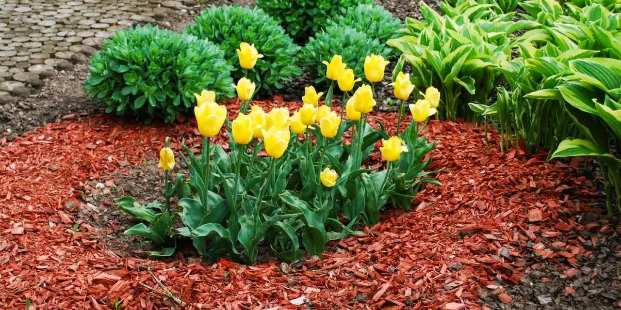 Bright yellow tulips bloom in a garden bed covered with vibrant red mulch, showcasing the best mulch for flower beds.