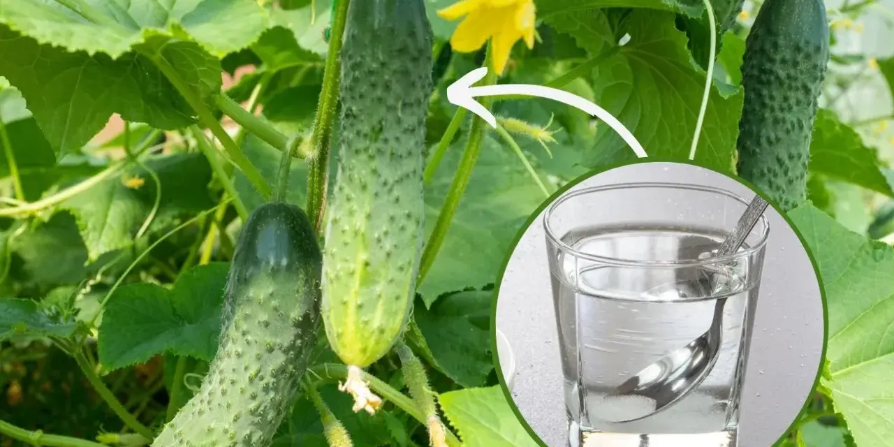 Ogórki na krzaku, obok szklanka z wodą i łyżeczką, sugerująca podlewanie ogórków wodą z cukrem dla lepszego wzrostu.