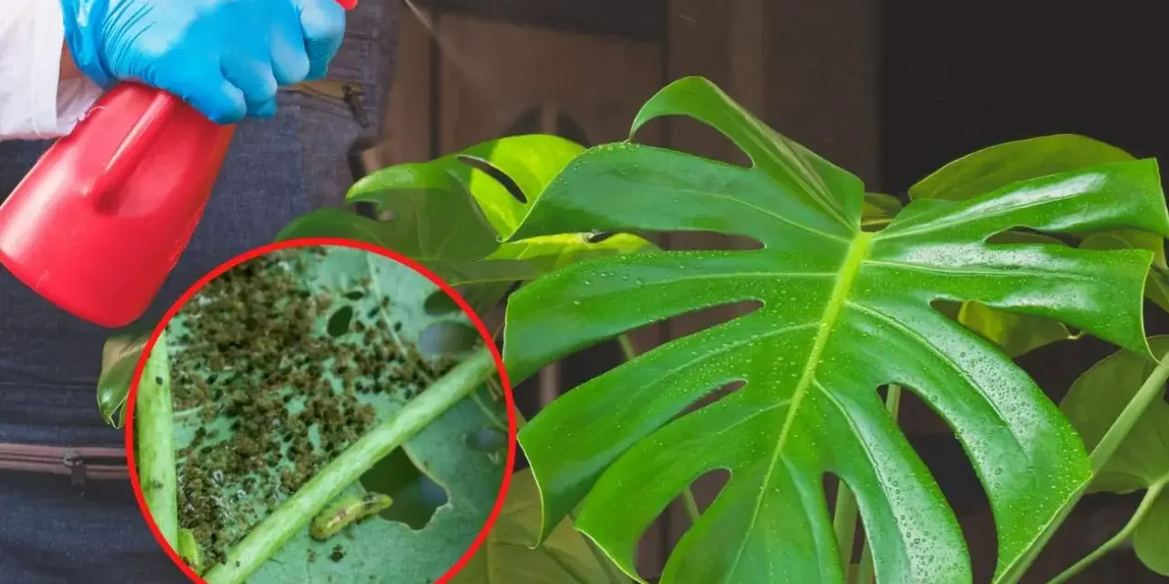 Osoba w niebieskich rękawiczkach opryskuje monstera, na której liściach widać skupiska wciornastków.