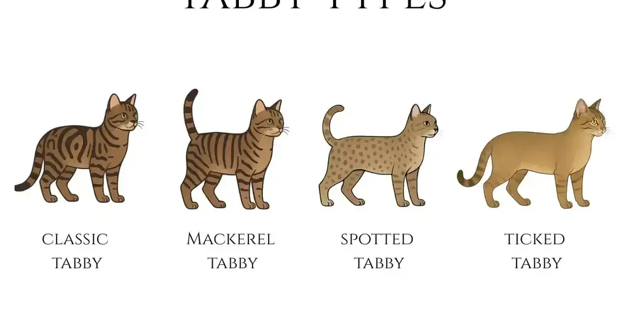 Ilustracja przedstawia cztery typy umaszczenia kotów: klasyczne, pręgowane, cętkowane i tygrysie.