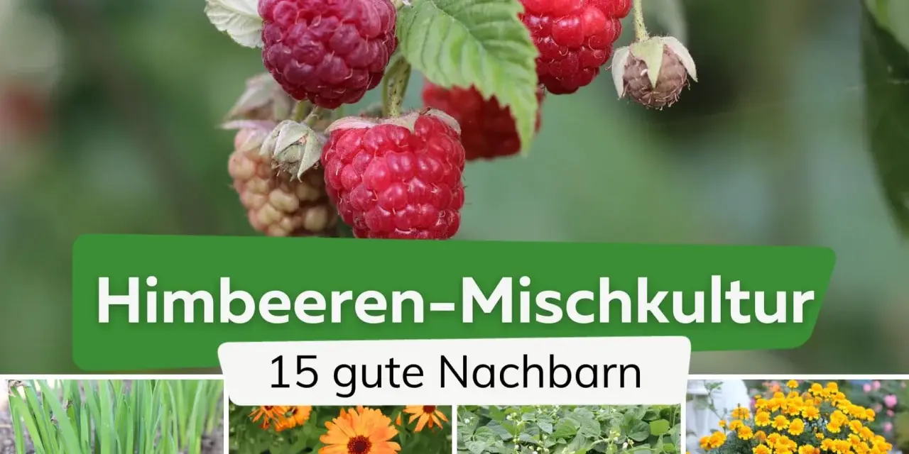 Himbeeren-Mischkultur: Was passt zu Himbeeren? Grüne Zwiebeln, Ringelblumen, Bohnen und gelbe Blumen sind gute Nachbarn.
