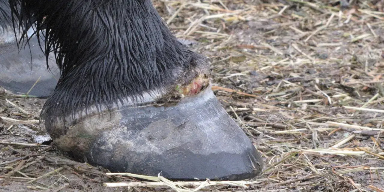 Gros plan sur le pied d'un cheval noir, montrant une blessure suintante près du sabot, suggérant un abcès au pied du cheval.