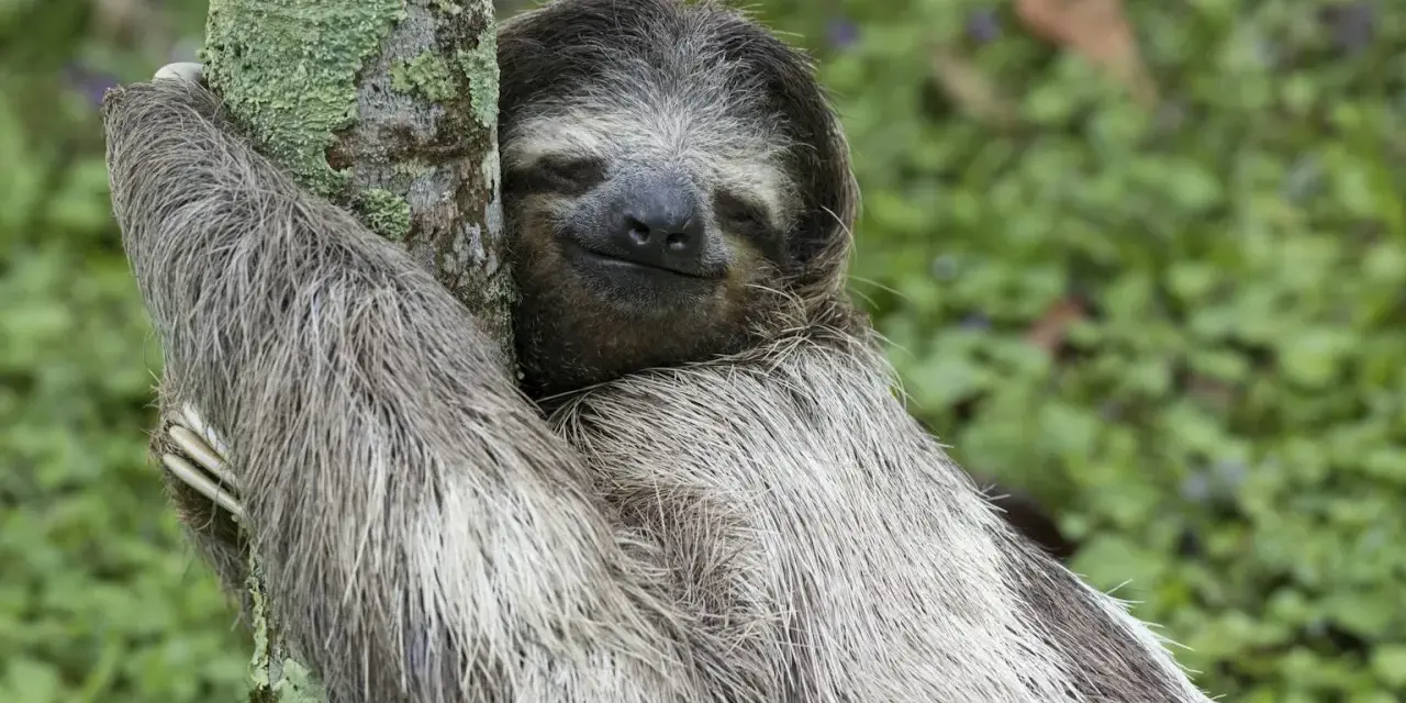 A sloth hugs a mossy tree, its eyes closed in contentment. Is being lazy a sin when it looks this peaceful?