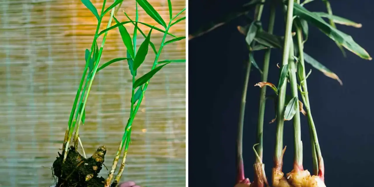 Pianta di zenzero fiore: germogli verdi e rizomi dorati, uno tenuto in mano, l'altro in un vaso scuro.