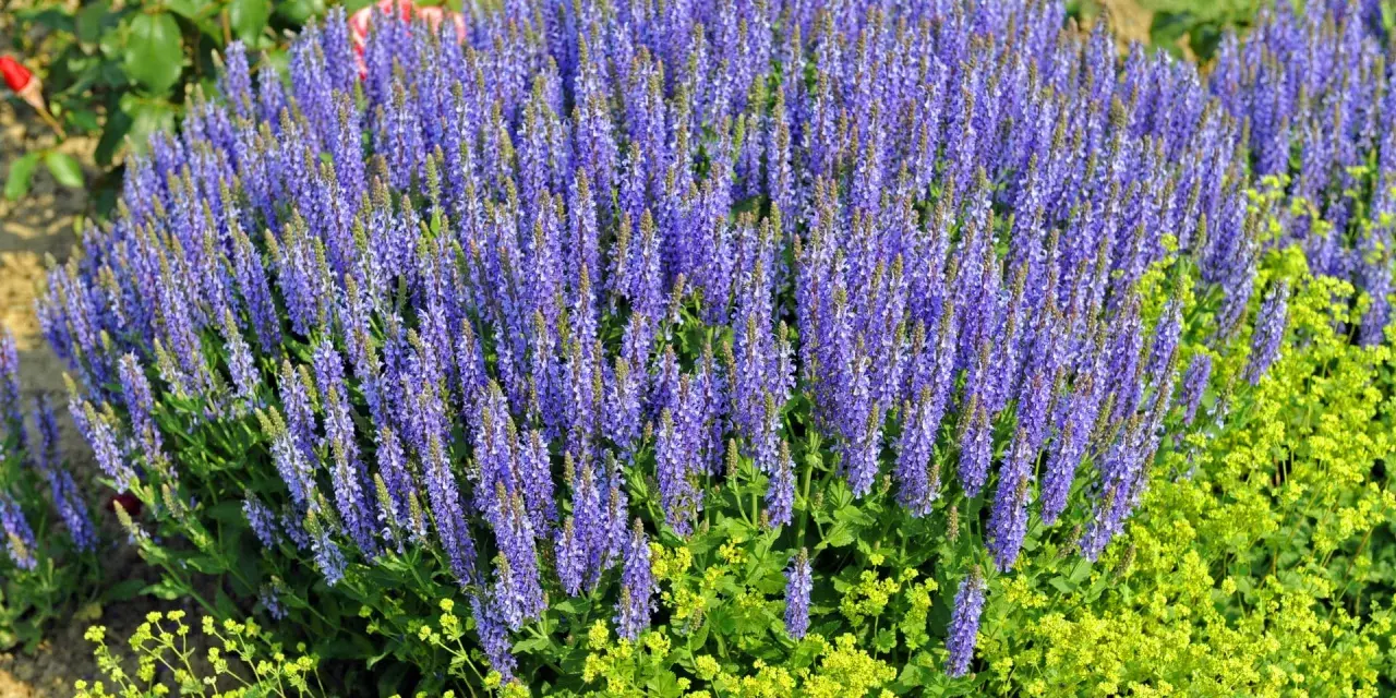 Ein üppiger **Steppen Salbei** blüht in leuchtendem Lila neben gelben Blüten.
