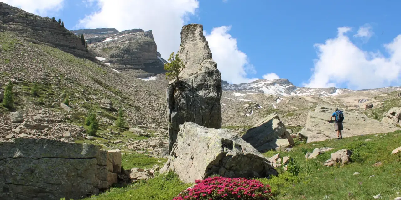 Un randonneur admire un piton rocheux singulier, vestige des eaux tortes, au milieu d'un paysage alpin de rochers et de fleurs roses.