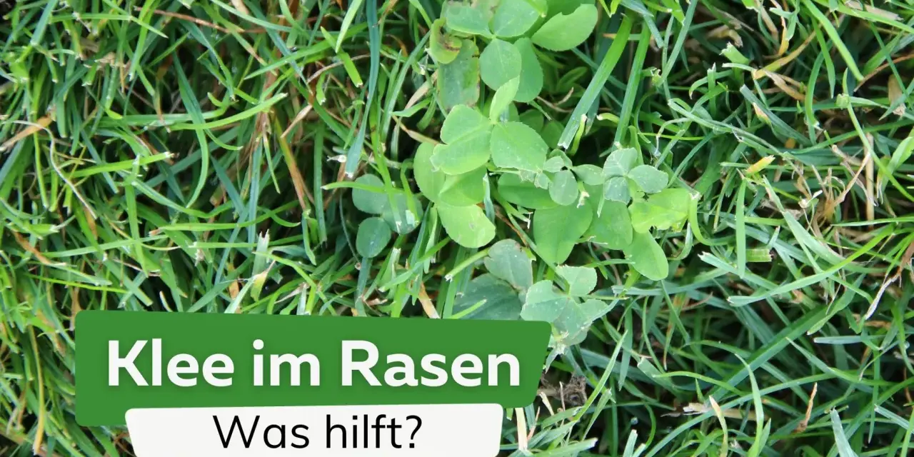 Grüner Klee wächst im Rasen. Ein Schild fragt: "Klee im Rasen - Was hilft?".