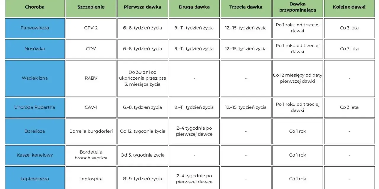 Tabela przedstawia harmonogram szczepień zwierząt przeciwko chorobom takim jak parwowiroza, nosówka, wścieklizna, borelioza, kaszel kenelowy i leptospiroza, wraz z terminami dawek przypominających.