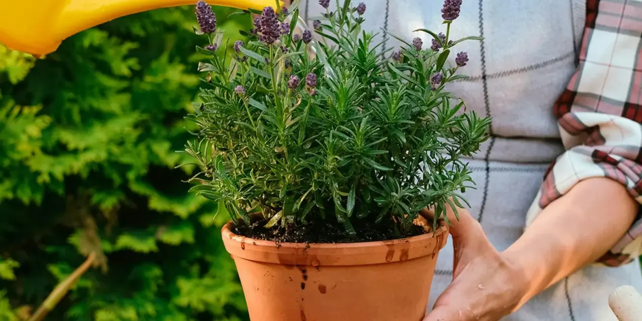 En person vattnar en frodig lavendel i kruka utomhus. Doften av lavendel sprider sig i trädgården.