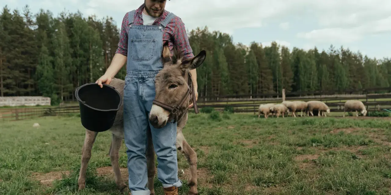 Zootechnik w ogrodniczkach karmi osiołka z wiadra. W tle pasą się owce.