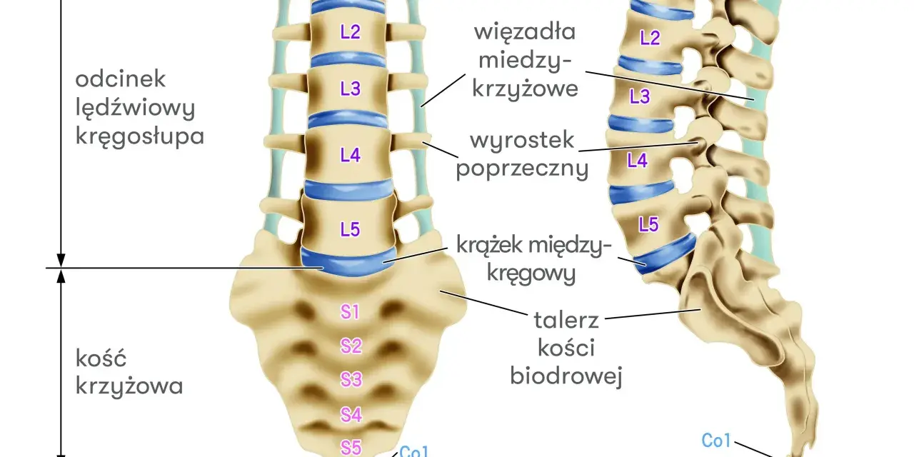 Anatomia kręgosłupa: odcinek lędźwiowy (L1-L5), kość krzyżowa (S1-S5) i ogonowa (Co1-Co4). Widoczne krążki międzykręgowe.