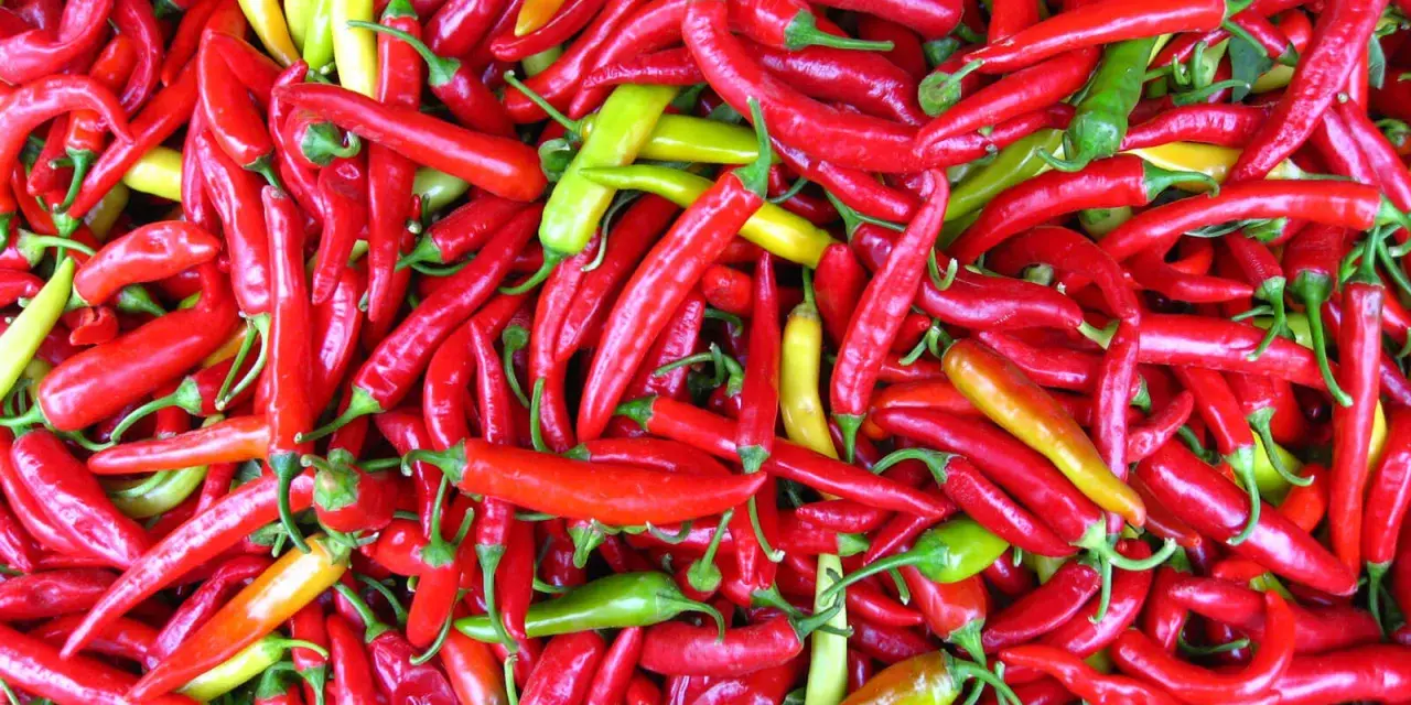 En stor hög med röda, gula och gröna chili. Dessa chili sorter är redo att användas i matlagning.