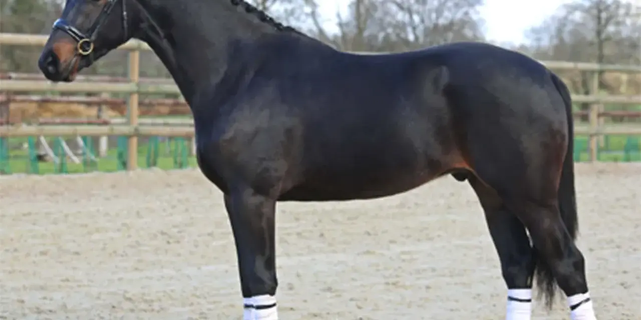 Magnifique étalon PFS noir, crinière tressée, prêt pour la compétition.