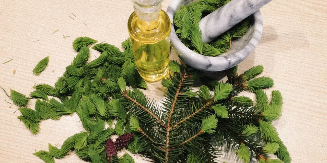 Frische Maiwipferl liegen neben einem Mörser mit Nadeln und einer Flasche Öl. Perfekt für Maiwipferl Rezepte.