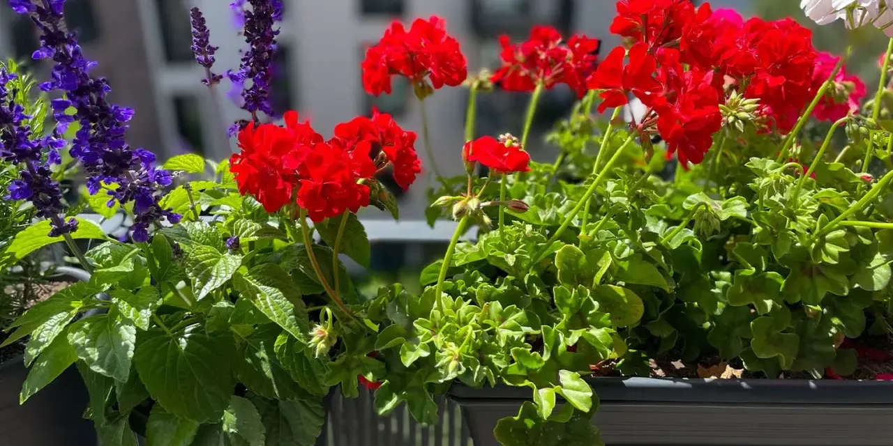Färgglada blommor i en balkonglåda. Lär dig att odla blommor och njut av röda pelargoner och lila salvia.