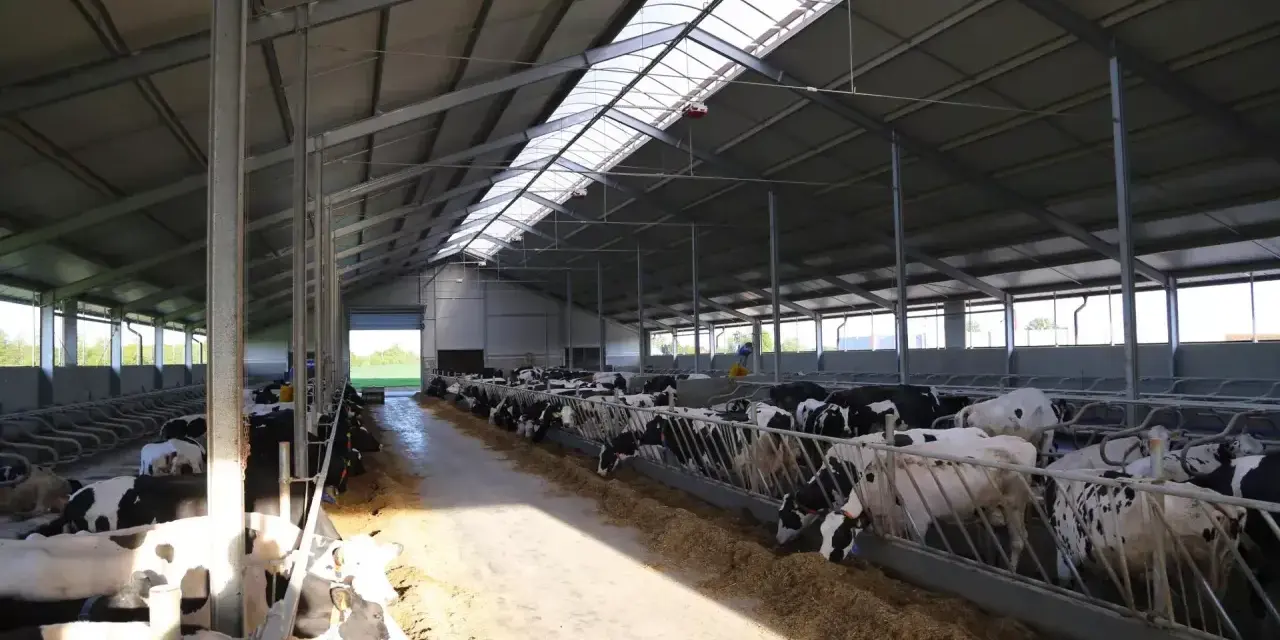 Ile kosztuje budowa obory na 30 sztuk bydła? Poznaj ukryte wydatki