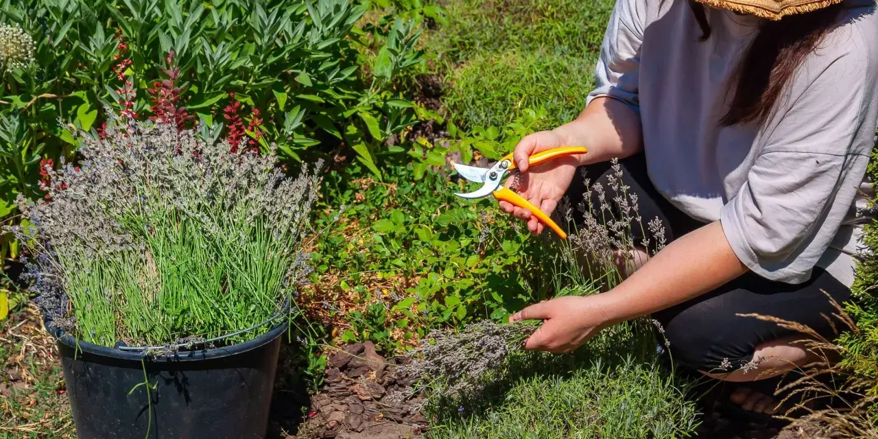 Frau mit Strohhut erntet Lavendel mit einer Gartenschere. Ein Eimer voller Lavendel steht daneben.