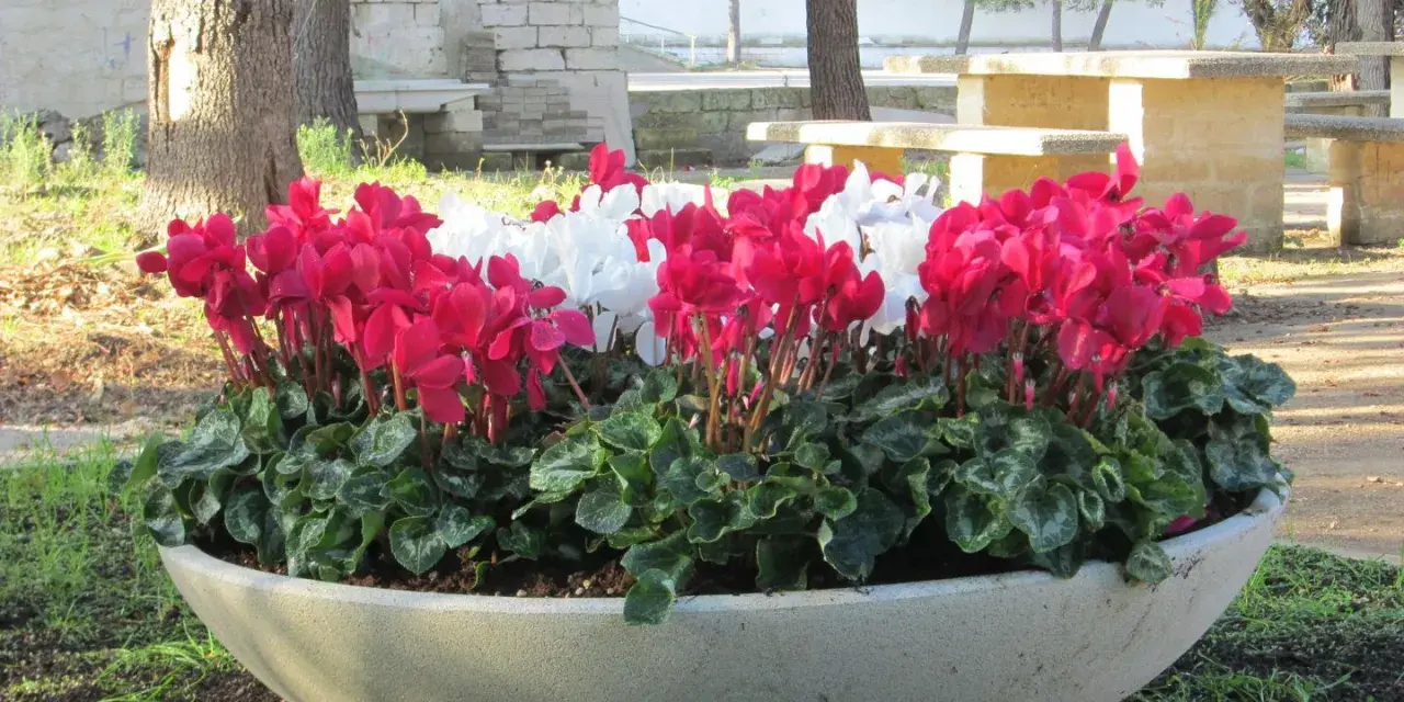 Grandi vasi in cemento fai da te con ciclamini rosa e bianchi, un tocco di colore in un'area picnic.