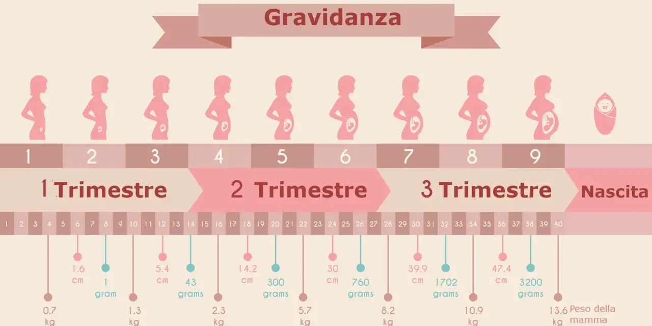 Illustrazione della gravidanza, con silhouette di donne incinte e indicazioni di settimane e mesi. 13 settimane quanti mesi sono? Circa 3 mesi.