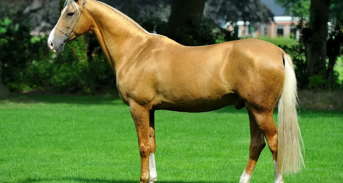 Magnifique cheval doré, digne d'un prix cheval, se tient sur une pelouse verte. Sa crinière et sa queue claires contrastent avec sa robe.