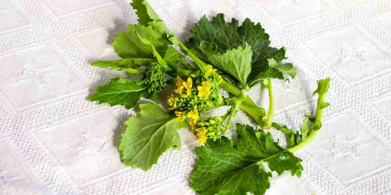 Un mazzo di friarielli freschi, con foglie verdi e piccoli fiori gialli, pronto per essere cucinato. Il periodo friarielli è un momento di gusto.