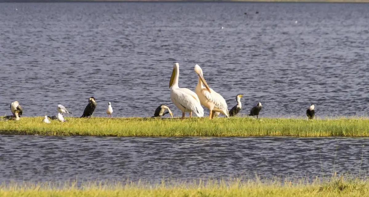 Pelícanos y otras aves en una isla de hierba, un ejemplo de que son los humedales, ecosistemas vitales para la vida silvestre.