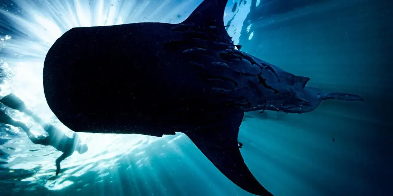 Un buceador nada junto a un majestuoso tiburón ballena, iluminado por los rayos del sol que penetran el océano.