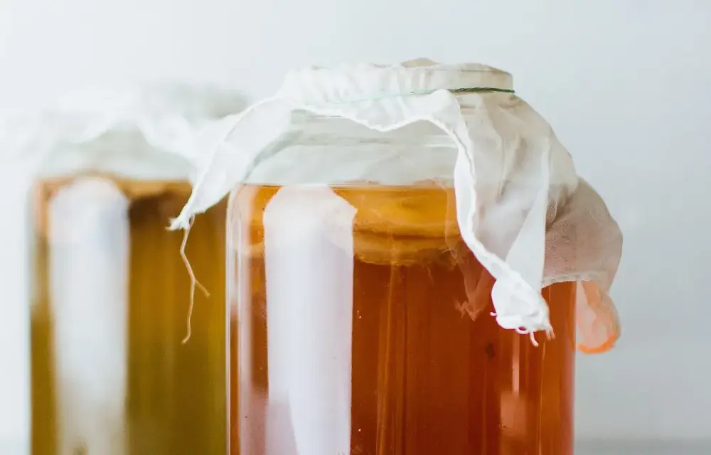 Grzybek Kombuchy (SCOBY): Co to jest i jak działa?