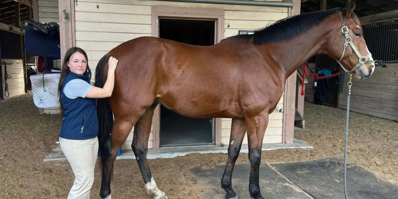 Une jeune femme caresse le dos creux d'un cheval brun dans une écurie.