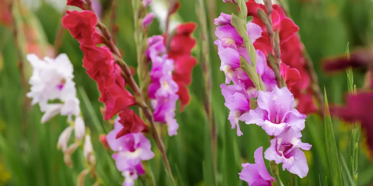 Färgglada gladiolus i kruka, med blommor i rosa, lila och rött mot en grön bakgrund.