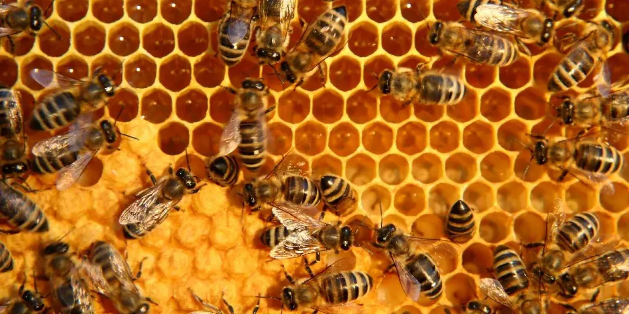 Abejas trabajando en panal, un recordatorio del día mundial abejas.