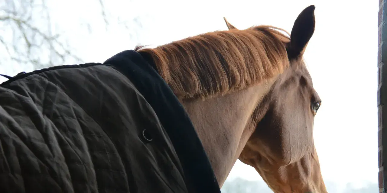 Cheval brun à la crinière rousse, portant une couverture, regardant dehors. Une pension de chevaux à éviter, le regard mélancolique.