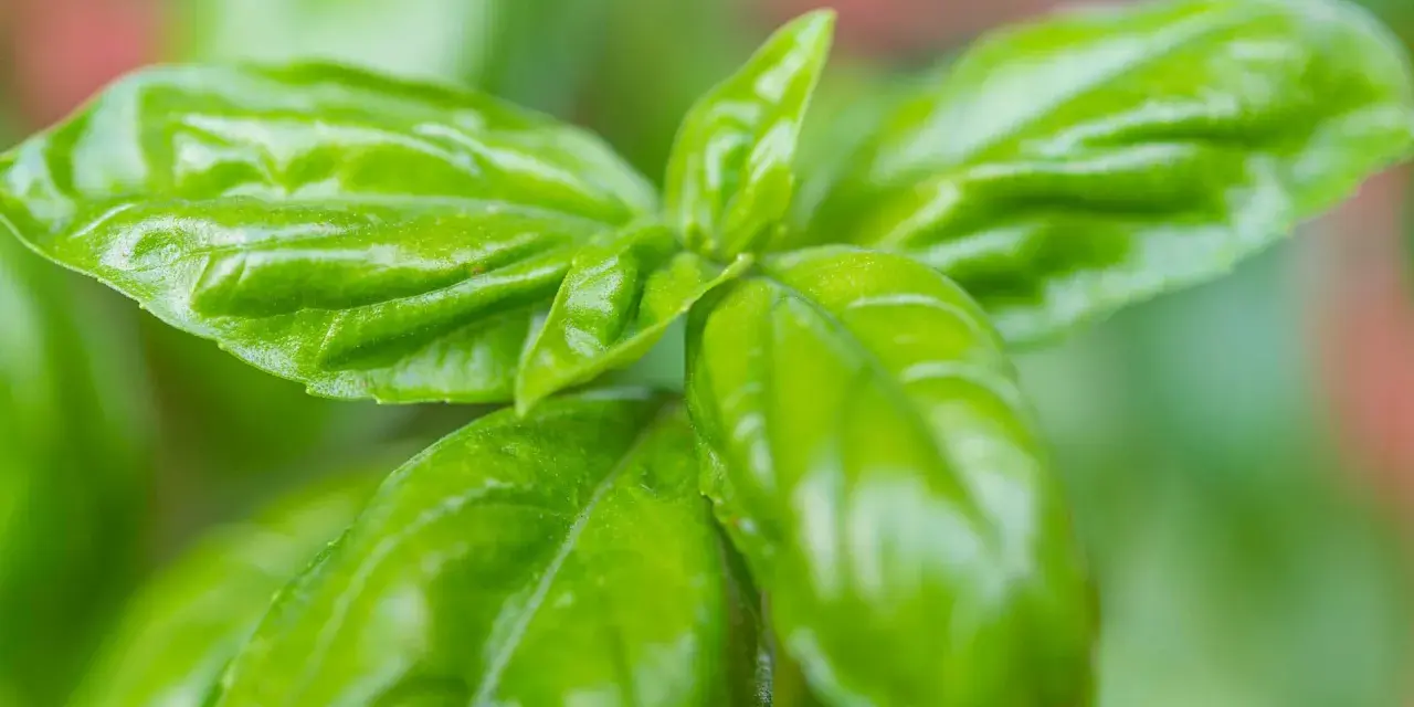 Frischgrüne Basilikumblätter, bereit zum Basilikum ernten für ein duftendes Pesto.
