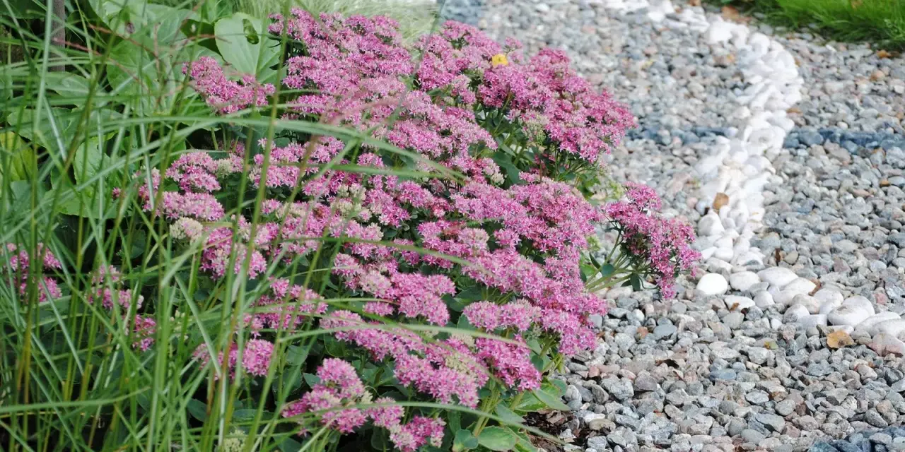 Ett kärleksträd av rosa blommor blommar vid en grusgång med vita stenar.