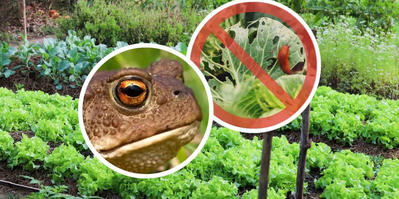 Żaba czuwa nad ogrodem, chroniąc sałatę przed ślimakami. Pamiętajmy o ogrodach i ich naturalnych obrońcach!