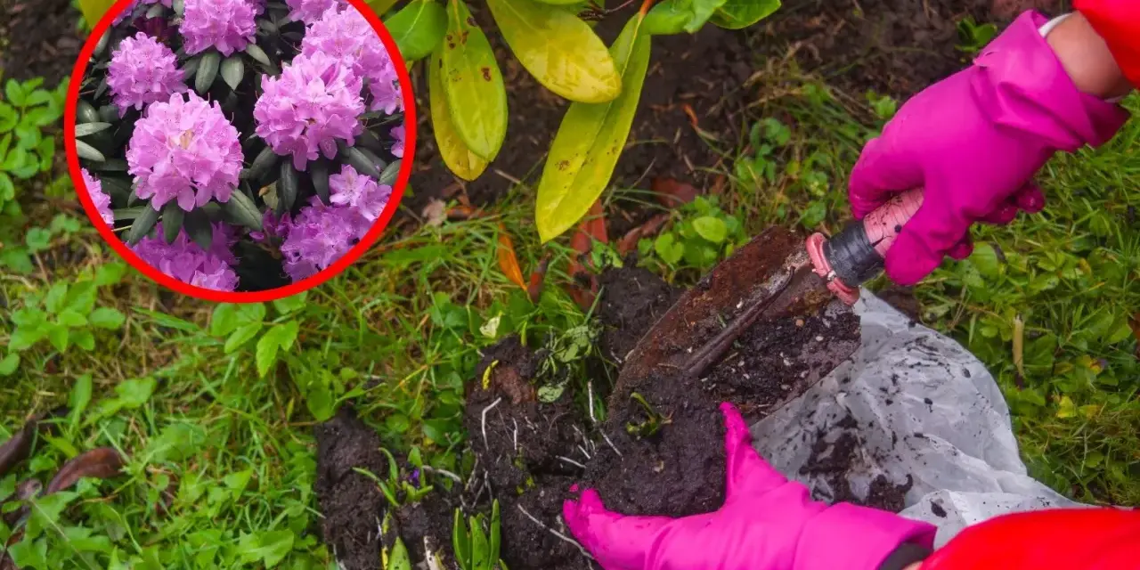 Różowe kwiaty rododendronów zachęcają do sadzenia. Rękawiczki i łopatka pomogą Ci w tym zadaniu.