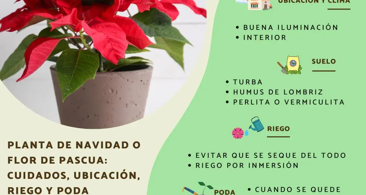 Planta de Navidad o flor de pascua en maceta, con consejos de cuidados: ubicación, riego y poda. El significado de la flor de pascua se asocia a la Navidad.
